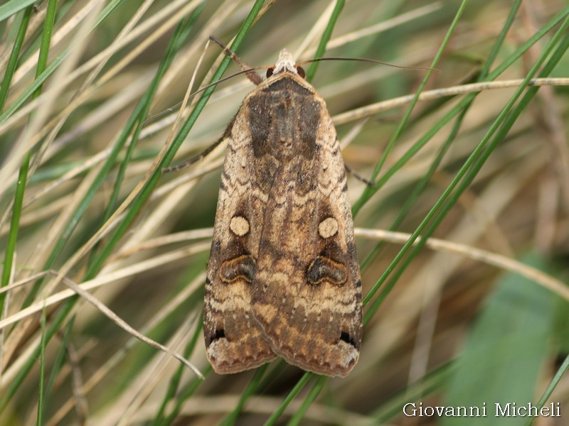 Noctuidae da ID - Noctua pronuba